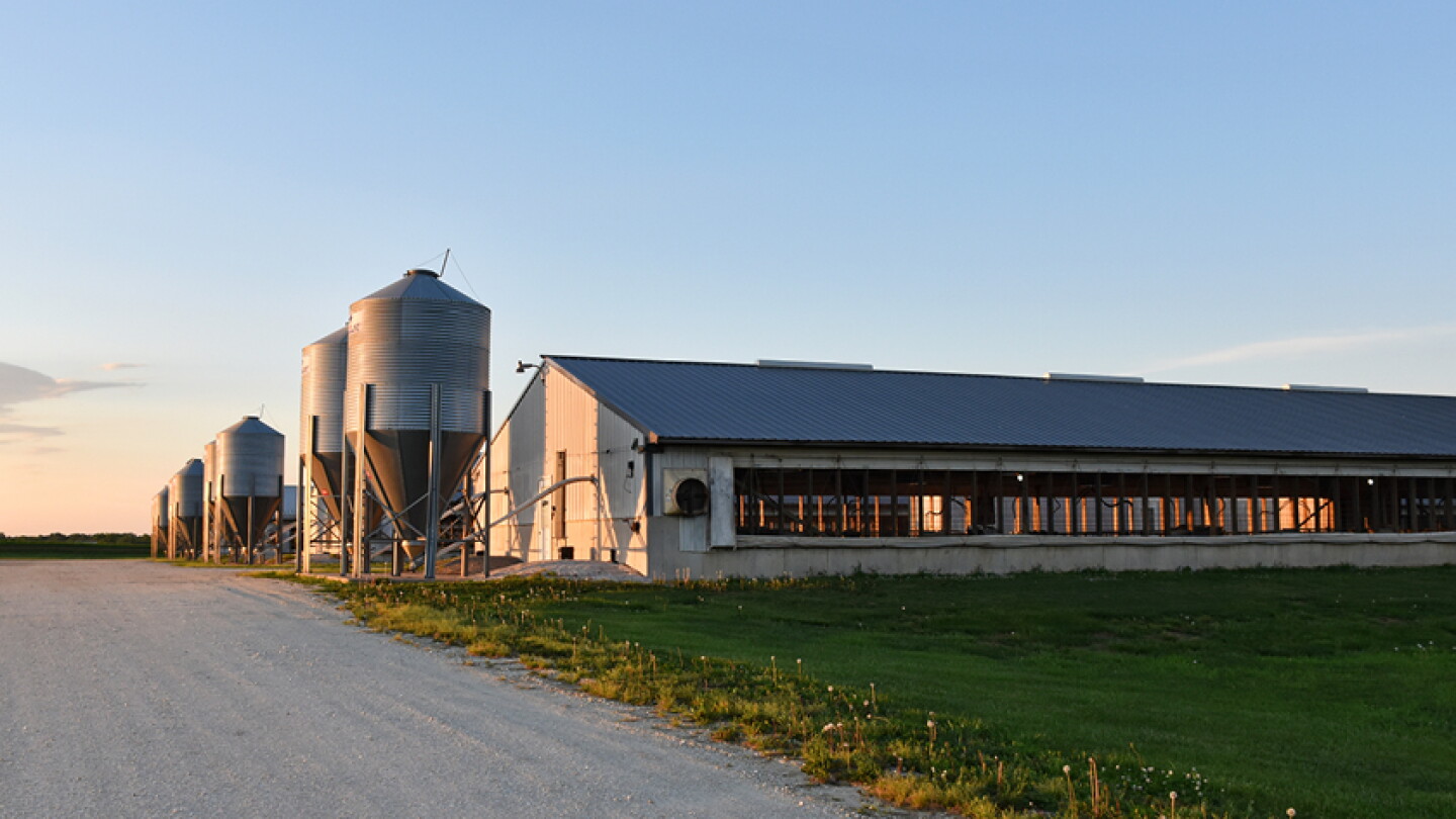 Weaner Pig Breakeven at $22.46, Up $12.25 From Last Week